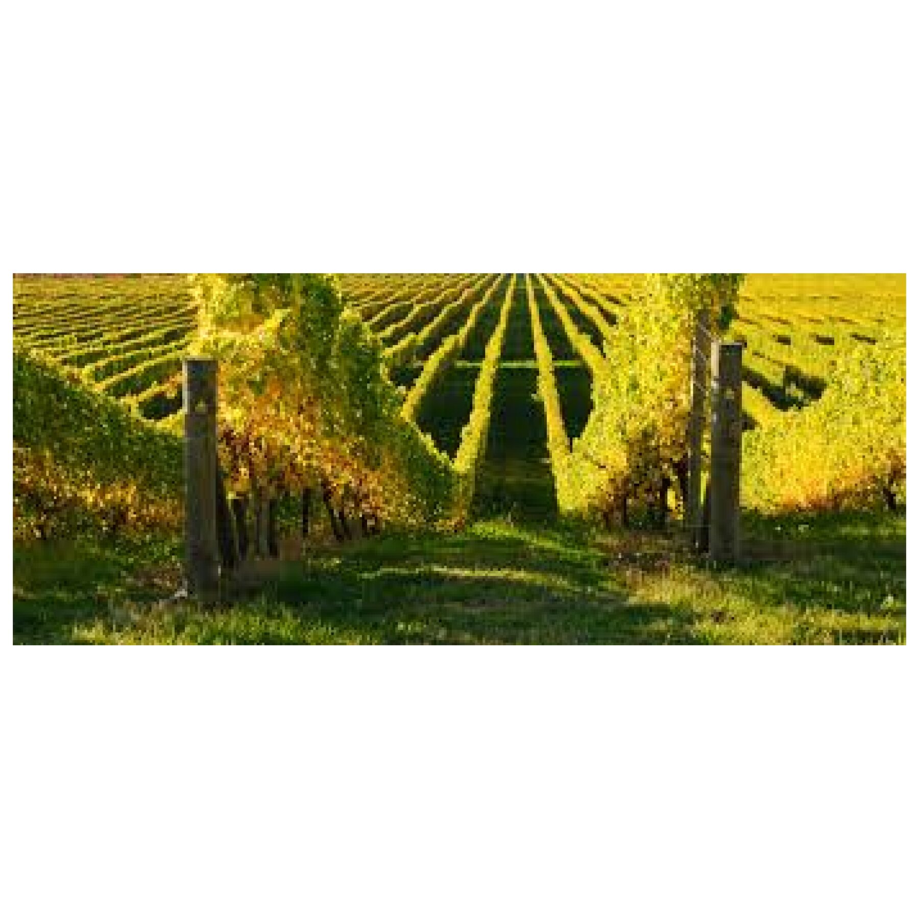 Quady Winery Vya Sweet Vermouth Usa Kalifornien Hangemacht Weinbasis Weinberg Weingut